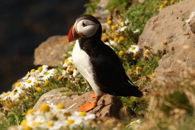 Puffins selective focus on photography

